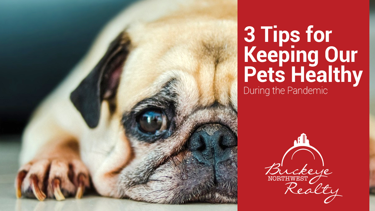 3 Tips for Keeping Our Pets Healthy During the Pandemic alt=
