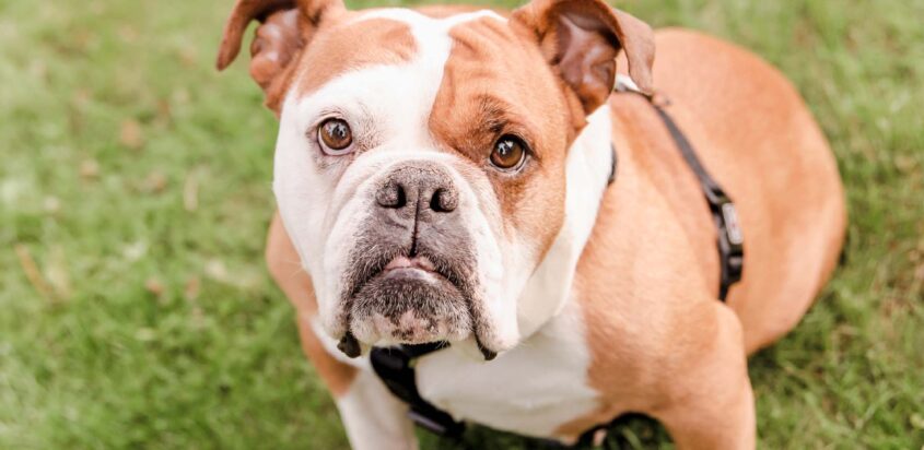 Pet Fee vs Pet Deposit vs Pet Rent : What’s the Difference?