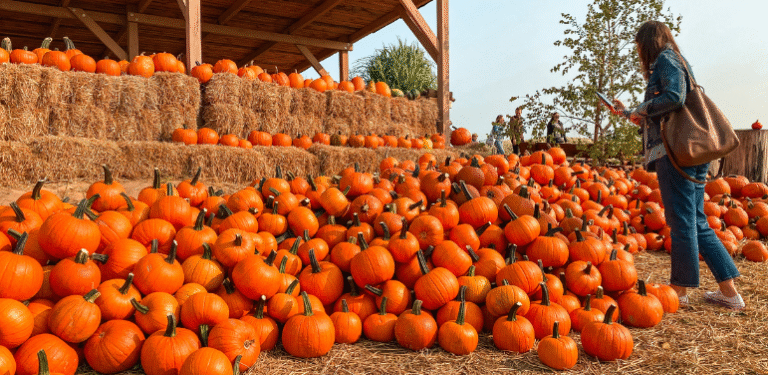 Woman looking at pumpkins at the local pumpkin patch.