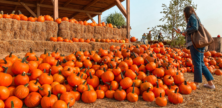 Toledo’s Best Fall Festivals: Enjoying Your City on a Tenant’s Budget
