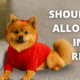 A Pomeranian dog in a red hoodie on a gray couch with the article title 'Should You Allow Pets in Your Rental?' overlaid on the image.