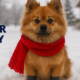 A small reddish-brown dog wearing a bright red scarf and protective booties sits in the snow, representing winter pet safety and dog paw protection from cold weather and road salt.