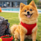 A fluffy orange Pomeranian wearing a red harness sits happily on green grass beside a gray backpack and red dog accessories, with a pool and agility course in the background.