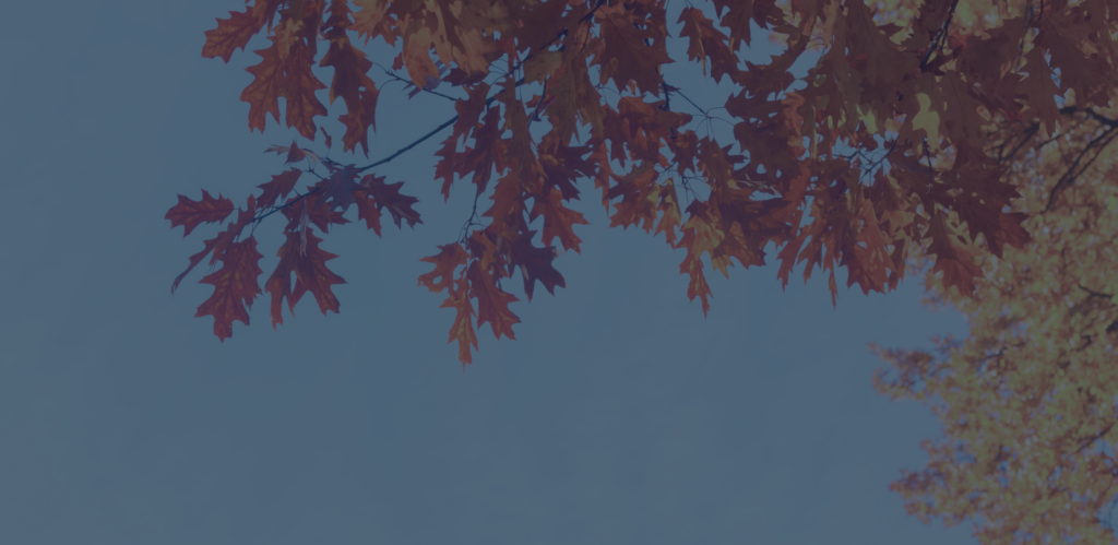 Reddish-orange autumn leaves hanging from tree branches against a blue sky, with a subtle navy overlay.