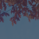 Reddish-orange autumn leaves hanging from tree branches against a blue sky, with a subtle navy overlay.